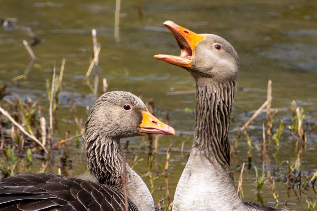 Greylag Goose image 3